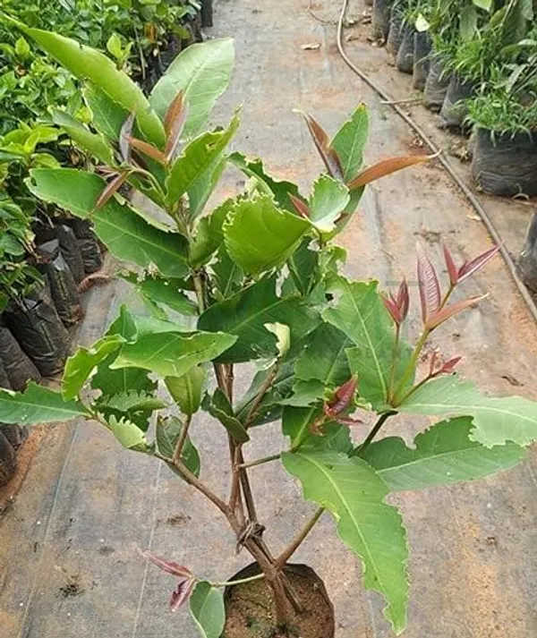 Java_Apple