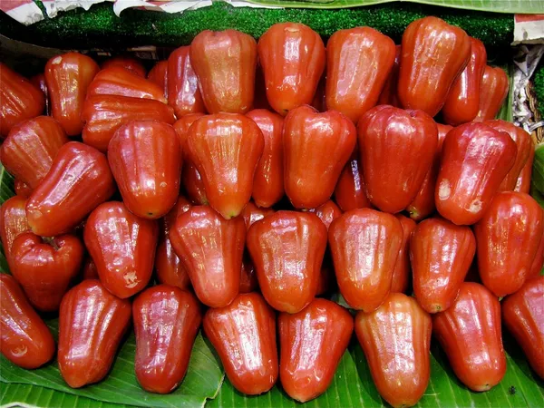 Java_Water_Apple_Plant