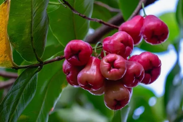 Java_Water_Apple_Plant