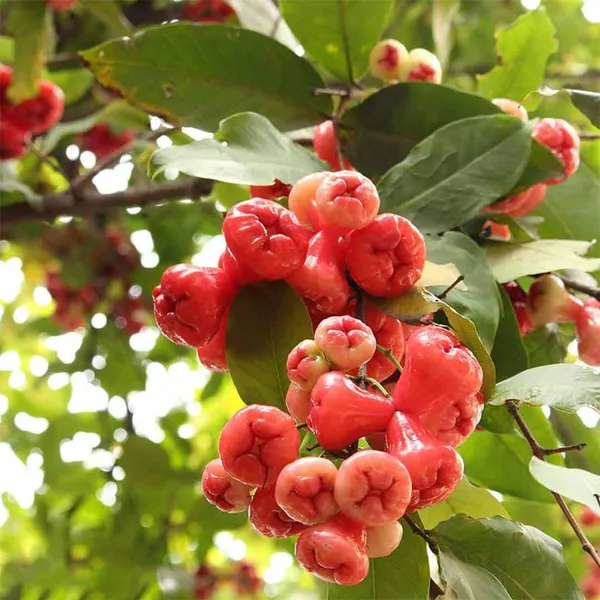 Java_Water_Apple_Plant