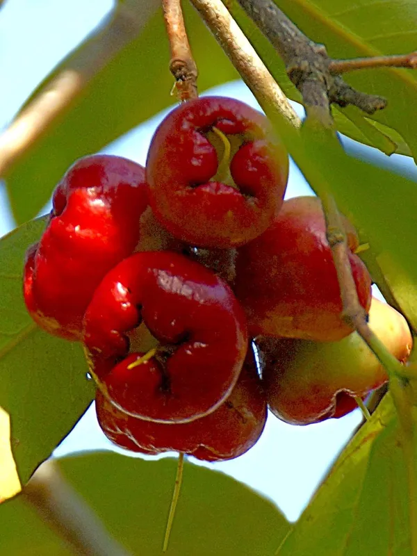 Java_Water_Apple_Plant