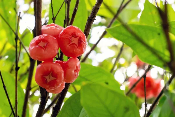 Java_Water_Apple_Plant