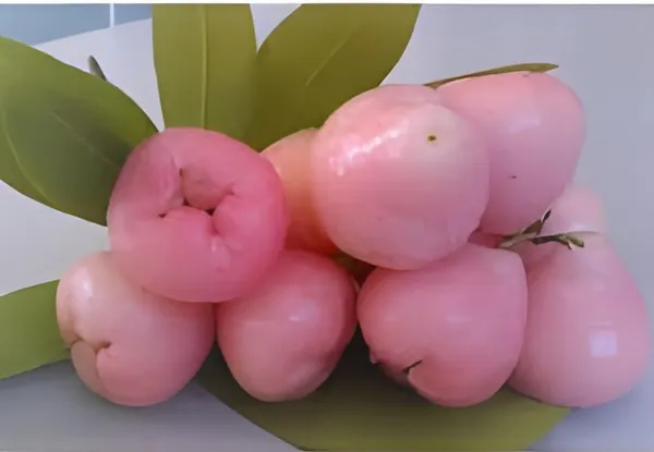 Java_Apple_Plant