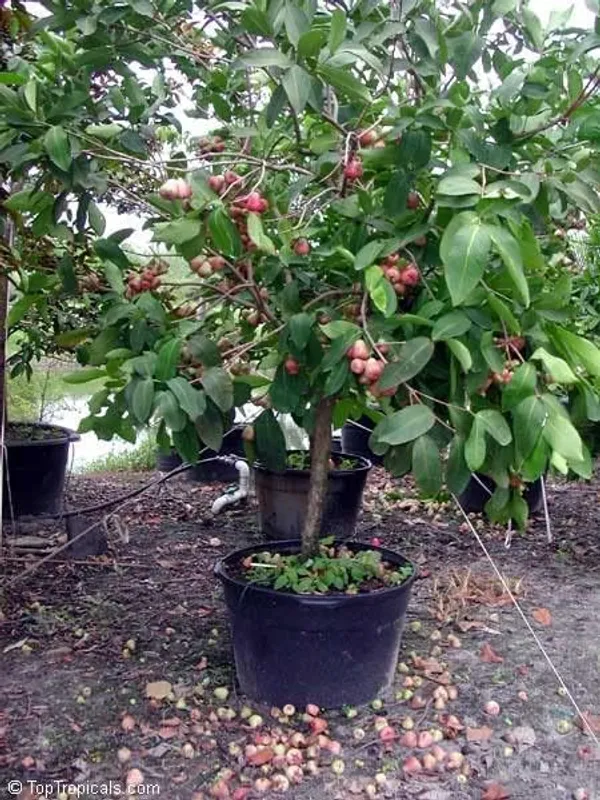 Java_Apple_Plant