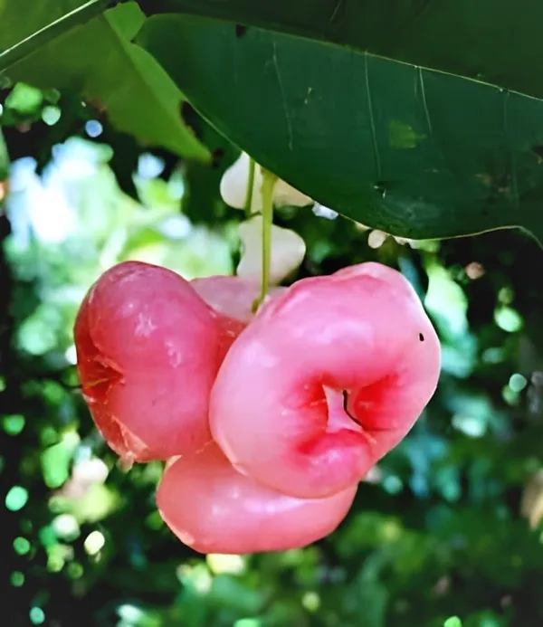 Java_Apple_Plant