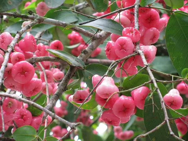 Java_Apple_Plant
