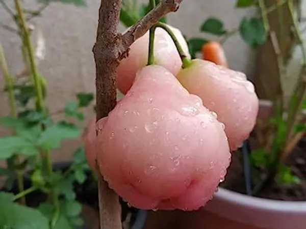 Java_Apple_Plant