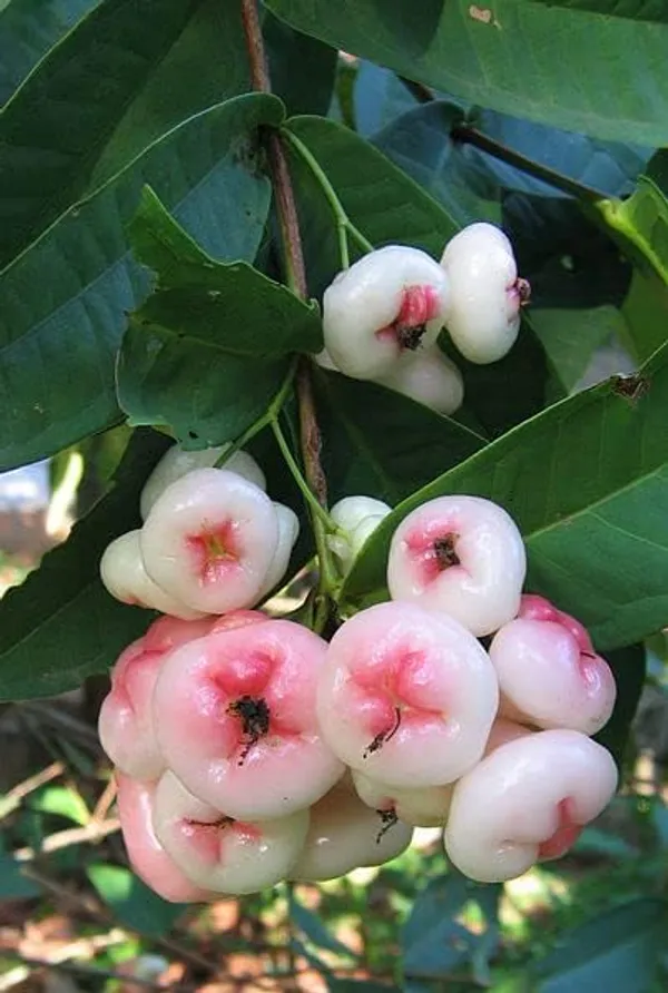 Java_Apple_Plant