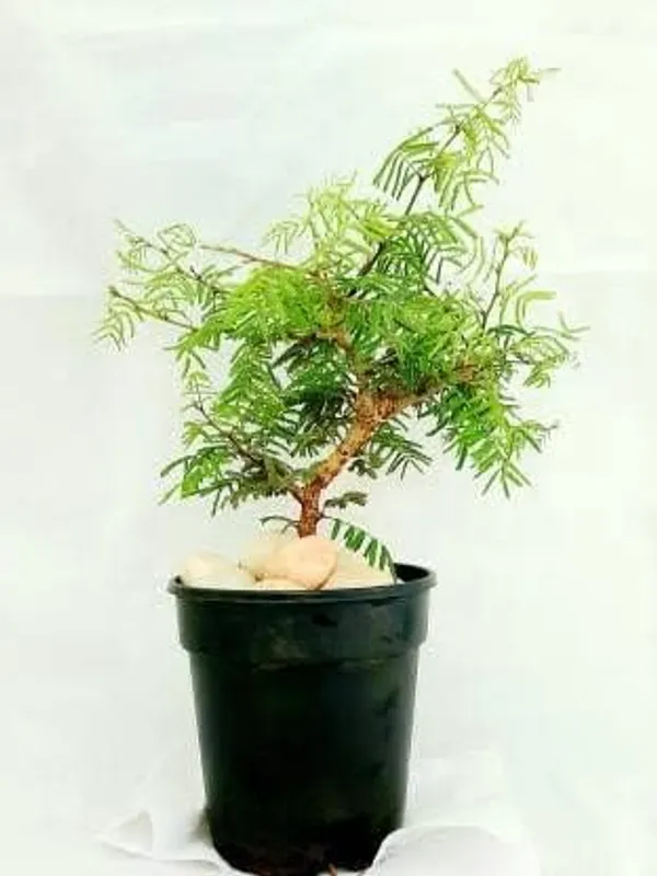 Khejri_Plant