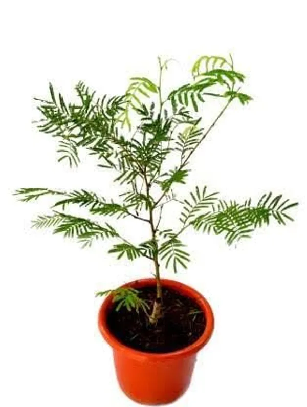 Khejri_Plant