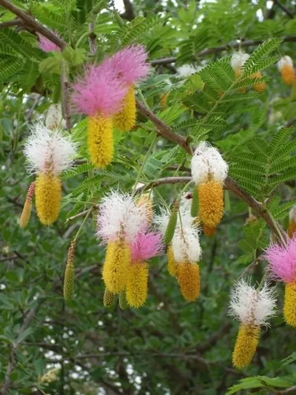 Khejri_Plant