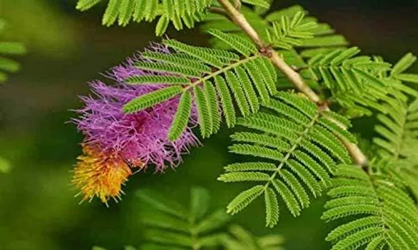 Khejri_Plant