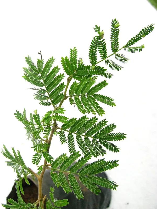Khejri_Plant