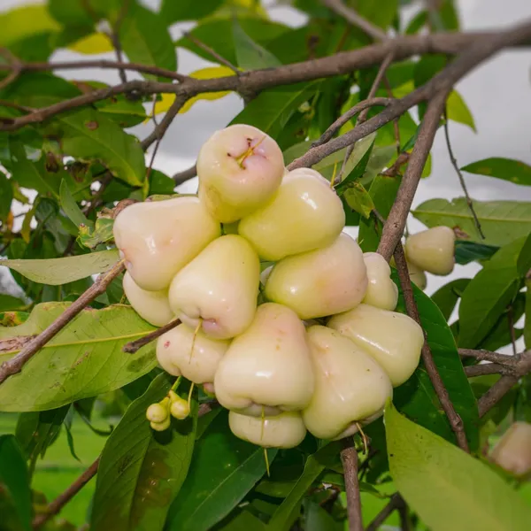 Java_Apple_Plant_Java_Rose_Apple_Plant