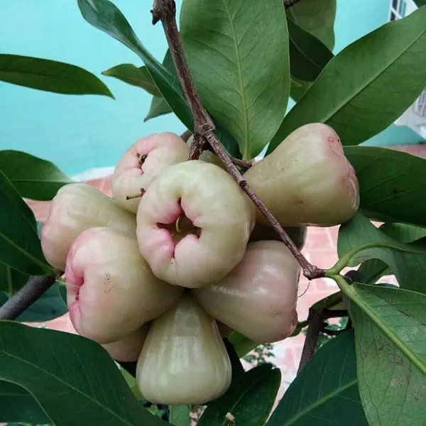 Java_Apple_Plant_Java_Rose_Apple_Plant