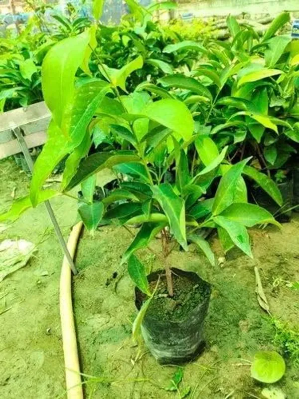 Java_Apple_Plant_Java_Rose_Apple_Plant