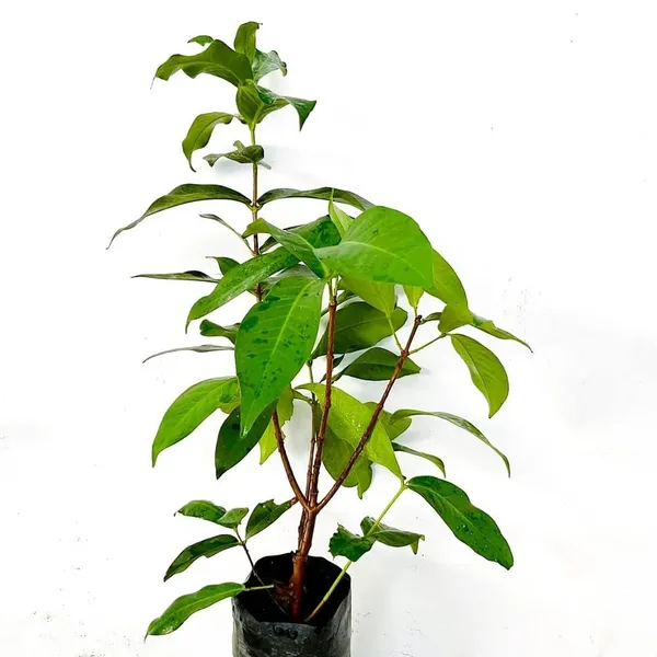 Java_Apple_Plant_Java_Rose_Apple_Plant