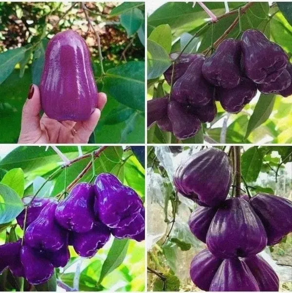 Java_Apple_Plant