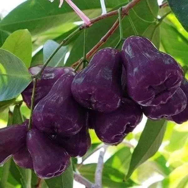 Java_Apple_Plant
