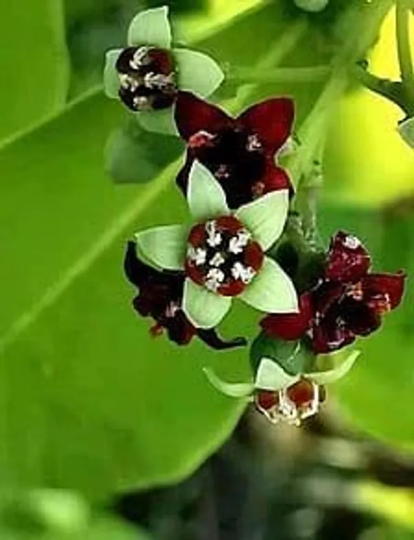 Java_Apple_Plant