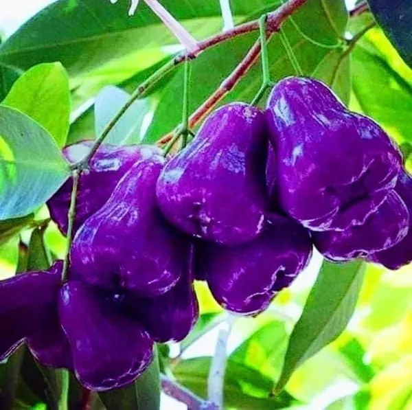 Java_Apple_Plant