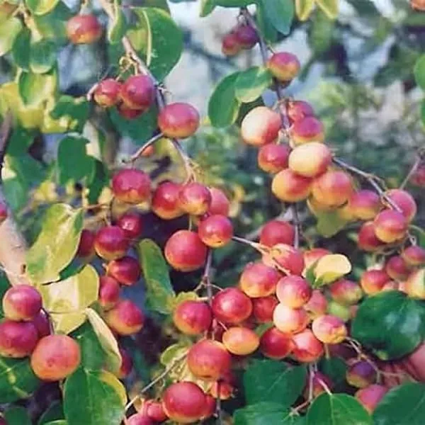 Kashmiri_Apple_Jujube_Fruit_Plant