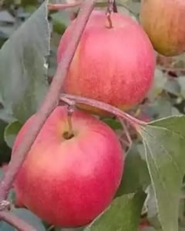 Kashmiri_Apple_Jujube_Fruit_Plant