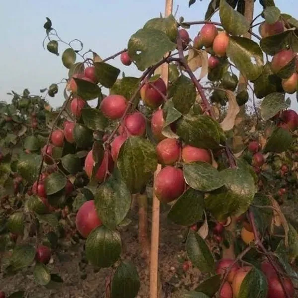 Kashmiri_Apple_Jujube_Fruit_Plant