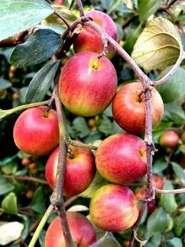 Kashmiri_Apple_Jujube_Fruit_Plant