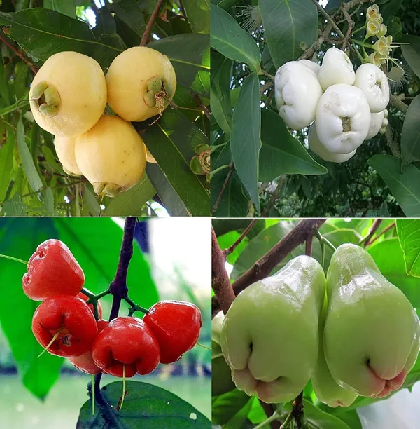 Rose_Apple_Plant
