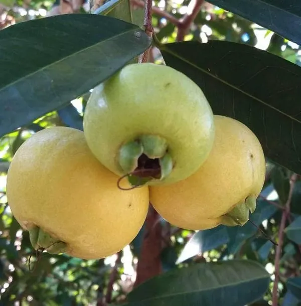 Rose_Apple_Plant