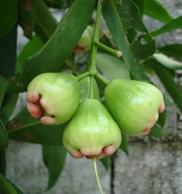 Rose_Apple_Plant