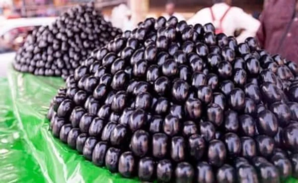 Jamun_Fruit_Plant