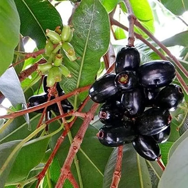 Jamun_Fruit_Plant