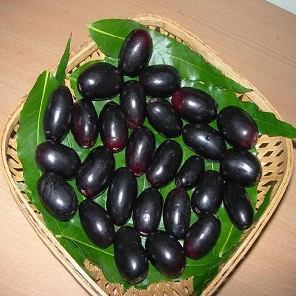 Jamun_Fruit_Plant