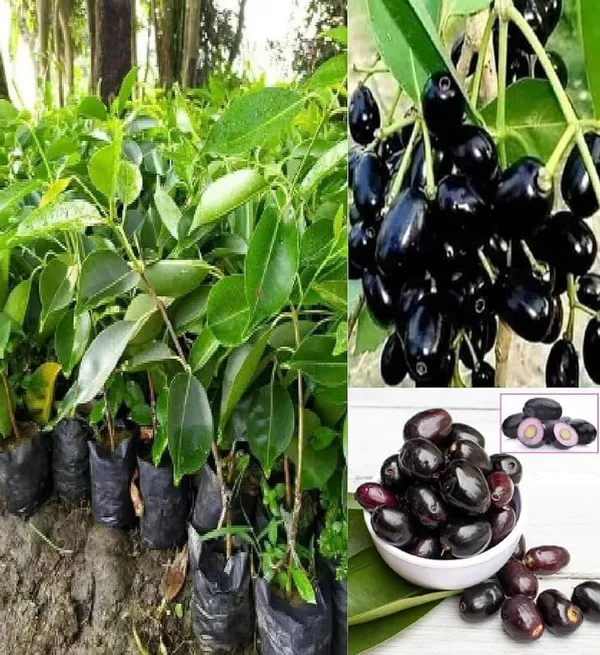 Jamun_Fruit_Plant