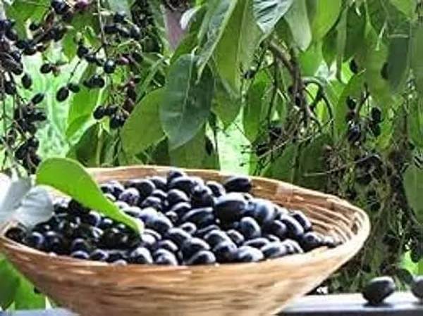 Jamun_Fruit_Plant