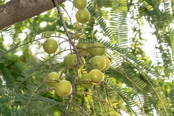 Gooseberry_Amla_Plant