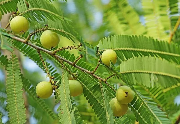 Gooseberry_Amla_Plant