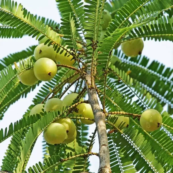 Gooseberry_Amla_Plant