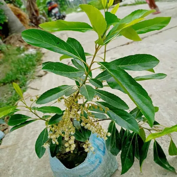 Sweet_Olive_Fruit_Plant