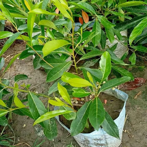 Sweet_Olive_Fruit_Plant