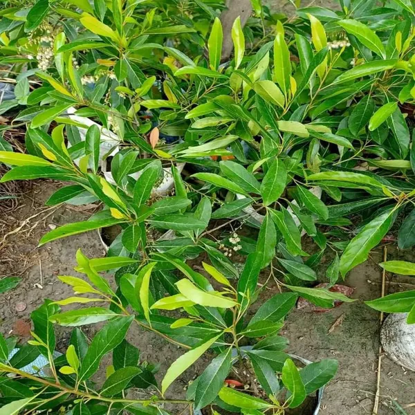 Sweet_Olive_Fruit_Plant