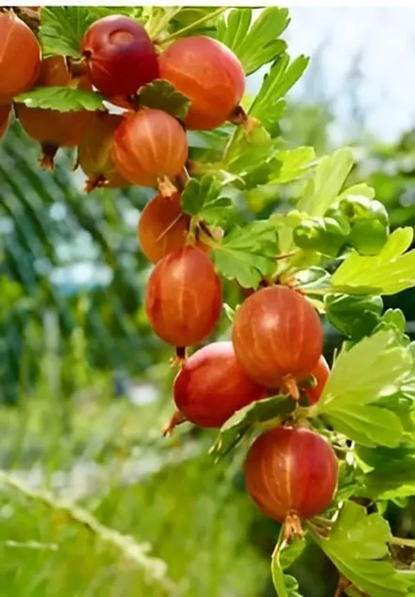 Gooseberry_Amla_Live_Plant