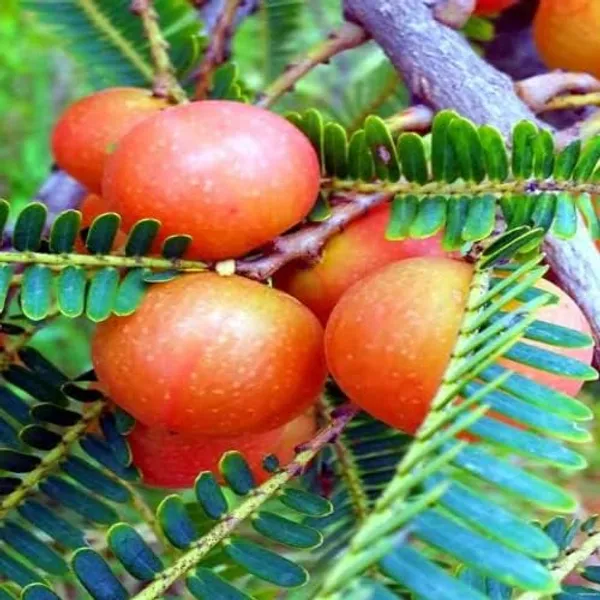 Gooseberry_Amla_Live_Plant