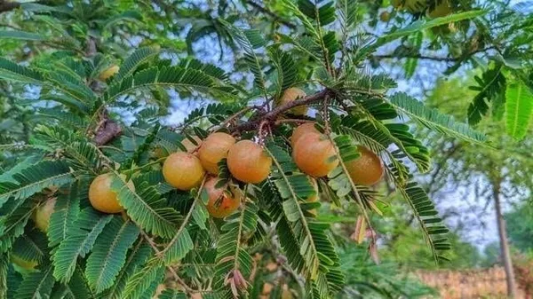 Gooseberry_Amla_Live_Plant