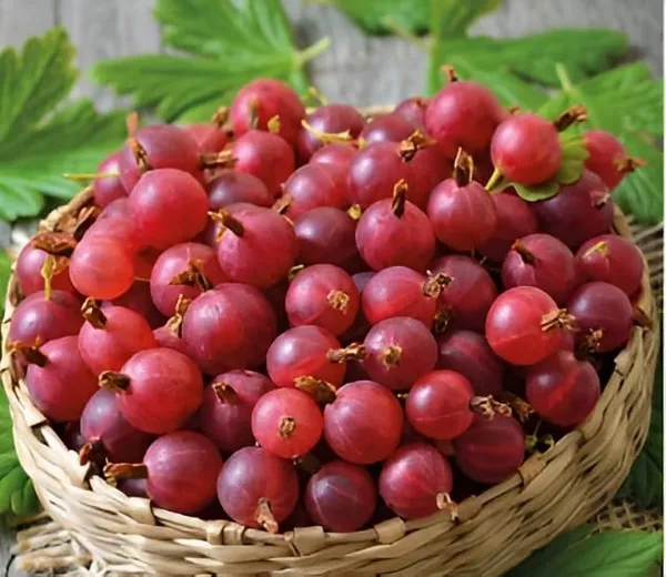 Gooseberry_Amla_Live_Plant