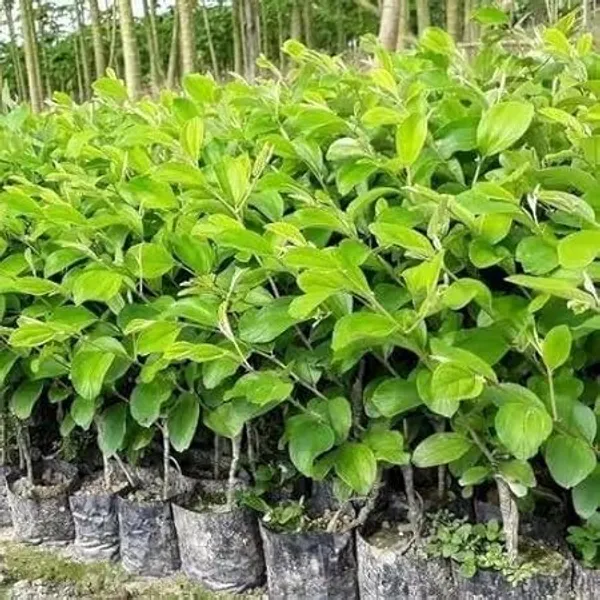 Sinduri_Apple_Plant