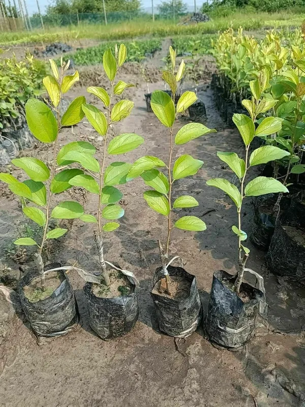 Sinduri_Apple_Plant