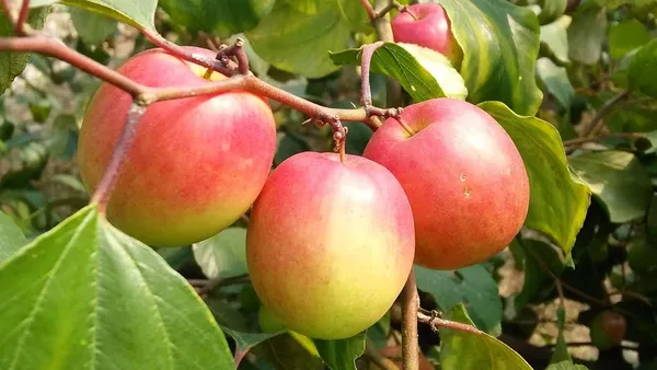 Sinduri_Apple_Plant